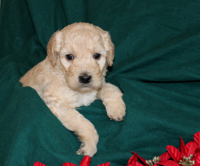 puppy, for, sale, Mini Goldendoodle F2B, Matthew B. Stoltzfus, dog, breeder, Gap, PA, dog-breeder, puppy-for-sale, forsale, nearby, find, puppyfind, locator, puppylocator, aca